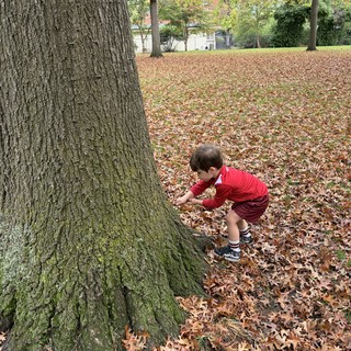 Child Exploring Ancient Oak Tree in Autumn Park
