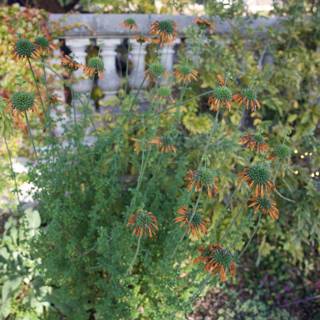 Enchanting Herbs of Thistlewyck
