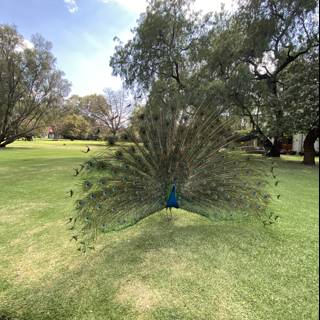 Majestic Peacock in Xochimilco
