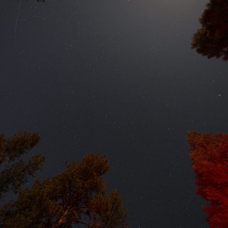 Stars Over Lassen: Night Sky Through Pine Canopy
