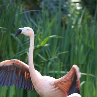 Graceful Flamingo in the Wild