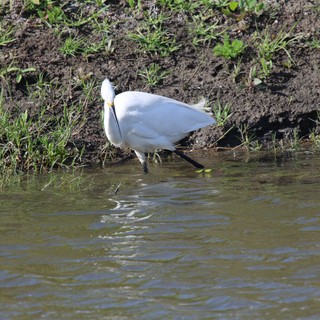 Snowy Egret Foraging at Water's Edge