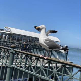 Seagull on Handrail at Ferry Building