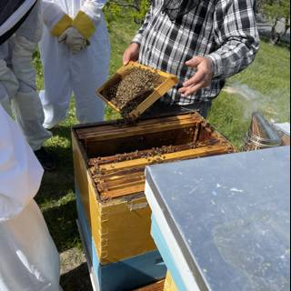Beekeeper inspecting hive in Carmel, California