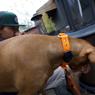 Close-Up Encounter with a Brown Dog Outdoors