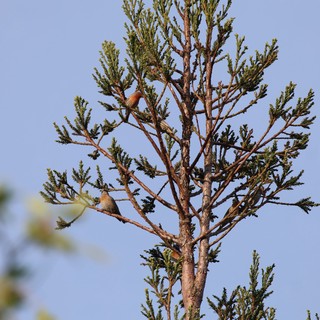 Cedar Waxwings Perched in Evergreen at Dusk