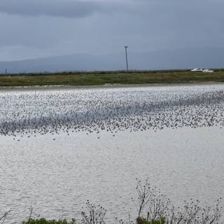 Symphony of Wings Over San Pablo Bay