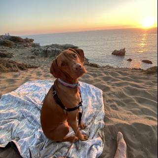 Beach Sunset with Man's Best Friend