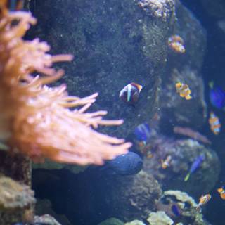 Colorful Anemone Fish in the Penelope Aquarium