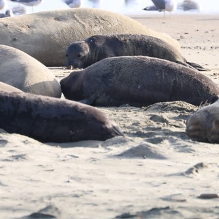 Elephant Seal Pups Resting on Sandy Beach