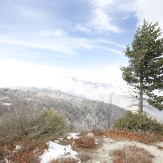 Lone fir tree in winter wonderland