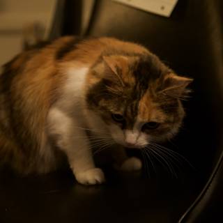Calico Cat Relaxing on a Black Armchair
