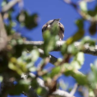 Perched Among the Branches