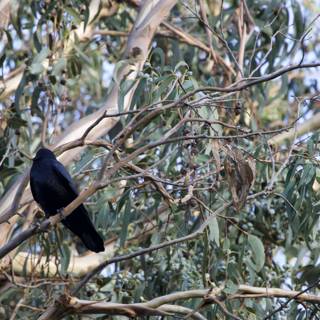 The Solitary Blackbird of Fort Mason