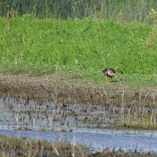 Common Gallinule Foraging in Flooded Wetland Habitat