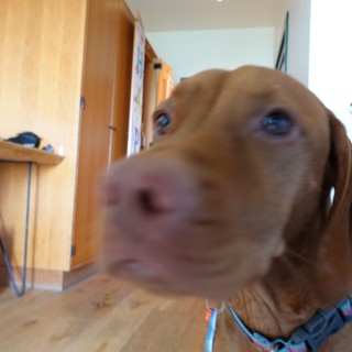 Curious Golden Labrador Close-Up Portrait