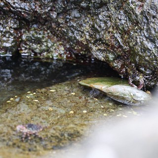 Crab Feeding on Mussel in Rocky Tide Pool