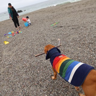 Rainbow-Coated Dog Fetches Stick on Misty Beach