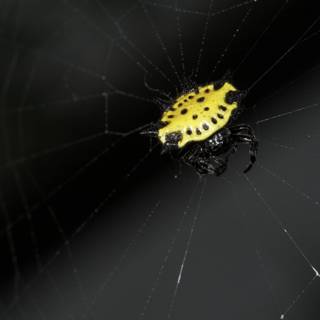 Garden Spider: Capturing Nature's Beauty