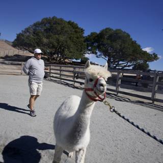 Morning Stroll at Carmel Valley Ranch