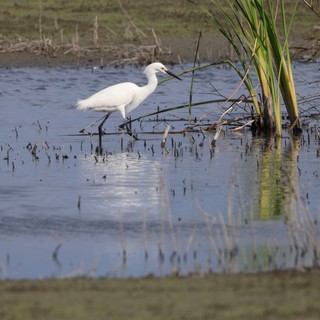 Snowy Egret Wading in Flooded Wetland Habitat