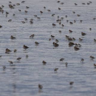 A Dance of Wings Over San Pablo Bay