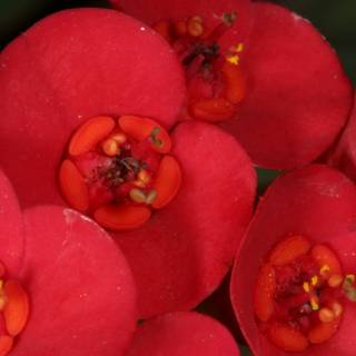 Red Geraniums in Full Bloom