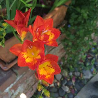 Vibrant Orange Flowers in Altadena