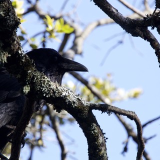 Common Raven Perched in Lichen-Covered Oak Tree