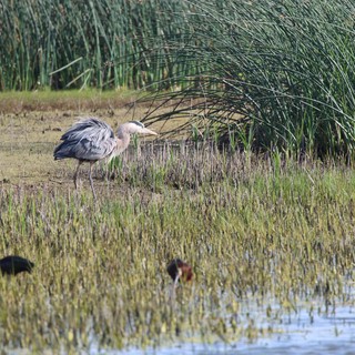 Great Blue Heron Hunting in Wetland Marsh