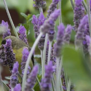 Lavender Kingdom