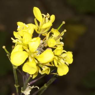 Bright Yellow Geranium Flower