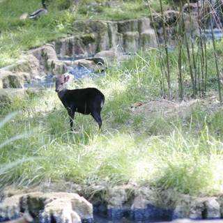 Black Goat in the Field