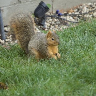 Suburban residential backyard, likely North America based on fox squirrel species