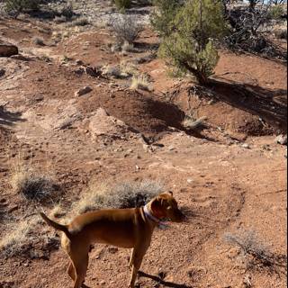 A Canine Adventurer Explores Sandia Park