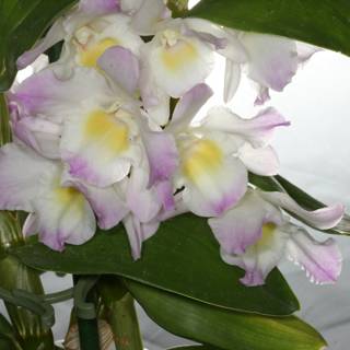 Stunning Orchid Blossom