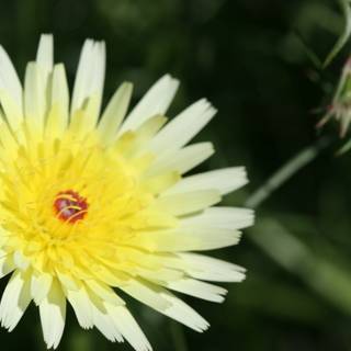 Yellow Daisy with Red Center