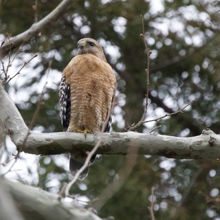 Red-shouldered Hawk Perched on Winter Branch