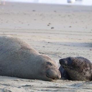 Mother and Pup Elephant Seal Bonding at Drakes Beach