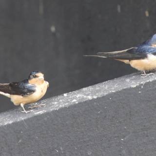 Feathered Companions