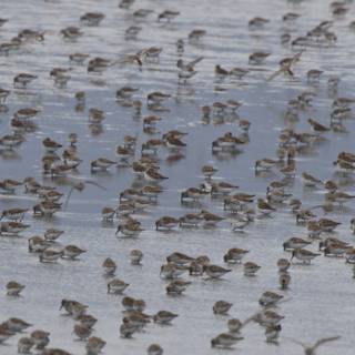Dance of the Shorebirds