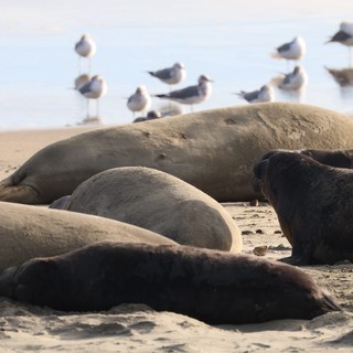 Elephant Seals Resting on Drakes Beach with Seabirds
