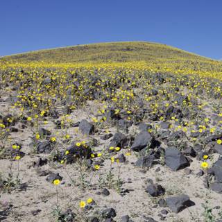 Hill of Yellow Flowers