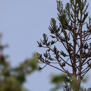 Evergreen Branch Detail Against Overcast Sky