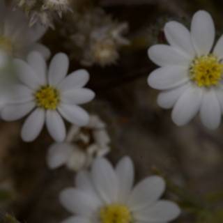 White Flower Frenzy