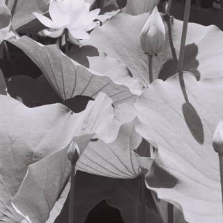 Graceful Lotus Leaves