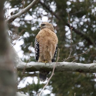 Red-Shouldered Hawk Perched on Winter Branch