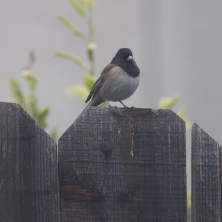 Dark-Eyed Junco Perched on Weathered Garden Fence
