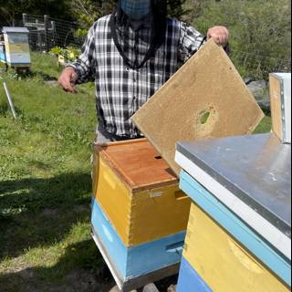 Beekeeping in Carmel