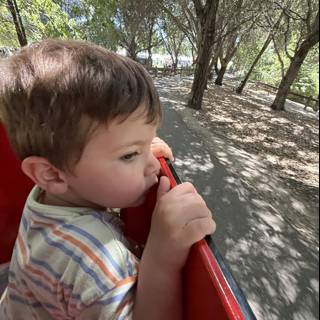 A Curious Journey Through the Woodland